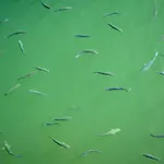 The Homeboat Company 3*